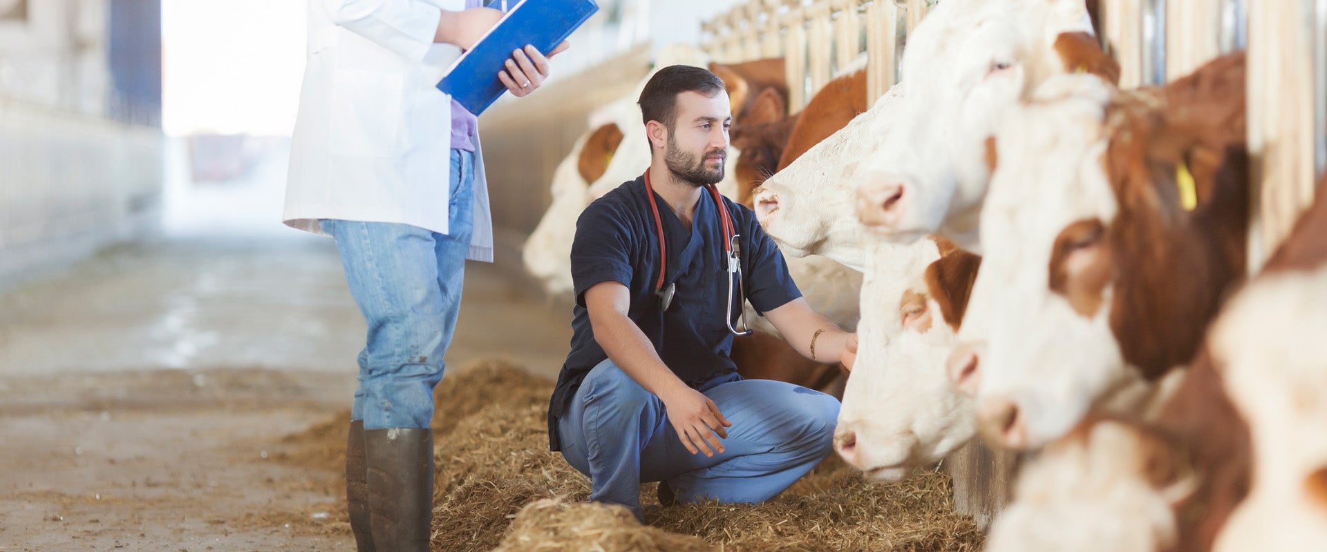 Vet checking health of cow